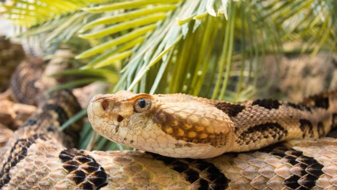 Explore the 5 venomous snakes in Missouri and learn how to identify them.