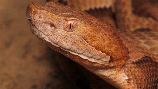 Learn more about the venomous snakes in Pennsylvania