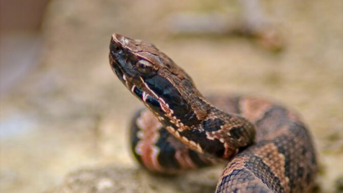 Learn more about the four venomous snakes in Tennessee.