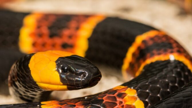 Learn about the groups of venomous snakes in Texas and how to identify them.