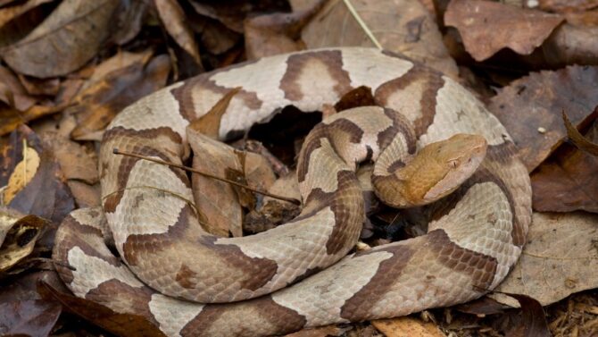 Learn about the venomous snakes in virginia, including the eastern copperhead, the cottonmouth (or water moccasin), and the timber rattlesnake.