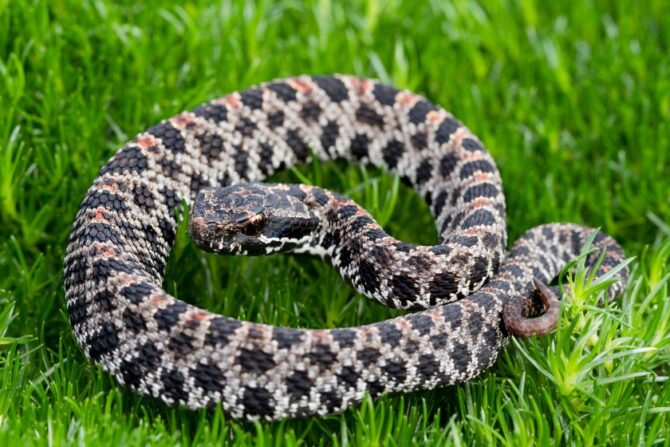A western pygmy rattlesnake on the grass
