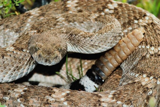 Upclose view of a western diamondback rattlesnake coiled on the ground, flashing its rattle.