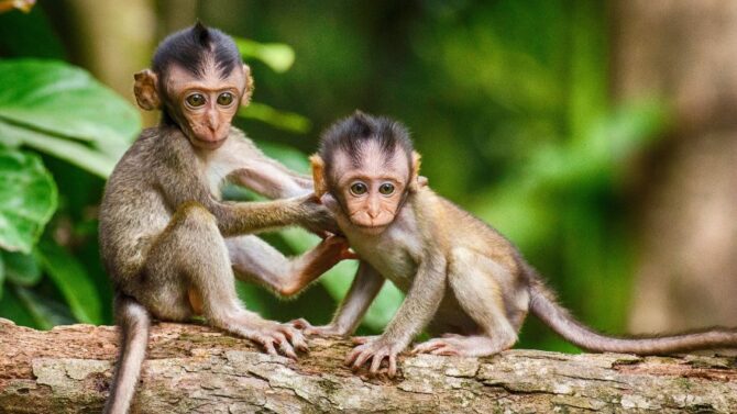 Bust the myth that there are wild monkeys in Hawaii and explore the state's diverse wildlife.
