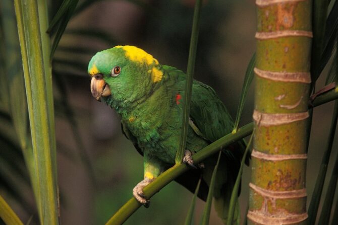 Yellow-naped amazon perched on the branch of a plant.