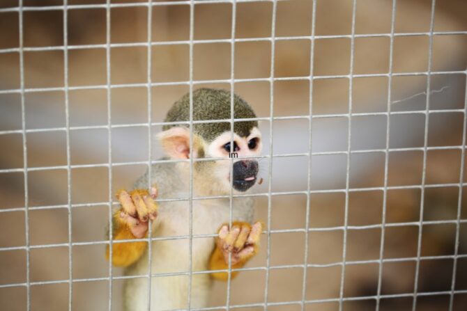 Young spider monkey inside a cage.