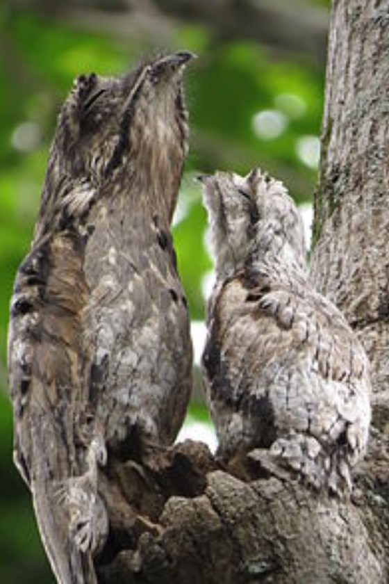 A pair of urutau birds.