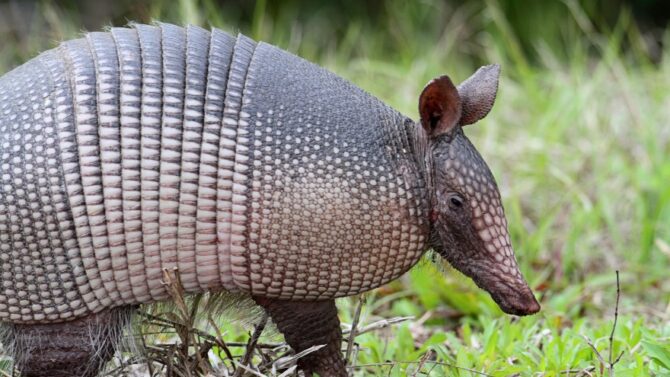 What do armadillos eat? Find out in this informative blog post.