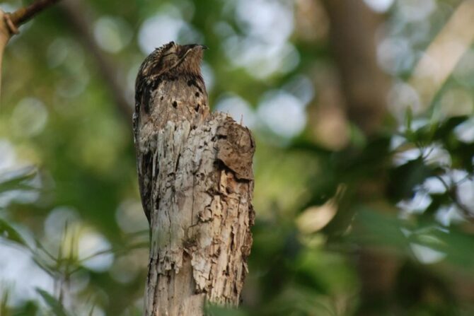 Interesting-looking common potoo blending with the tree branch it's perched on.