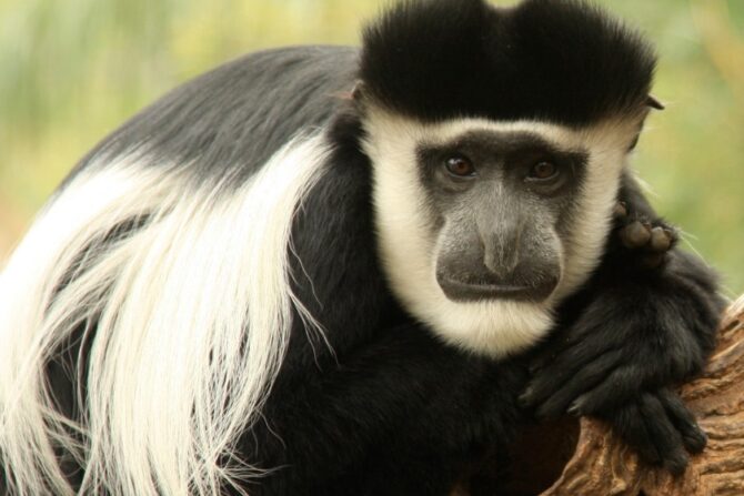 An up-close photo of a black-and-white colobus monkey.