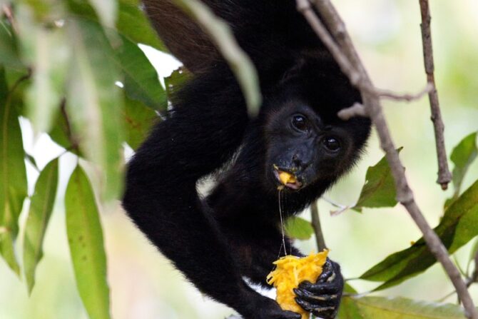 A black howler monkey eating a fruit.