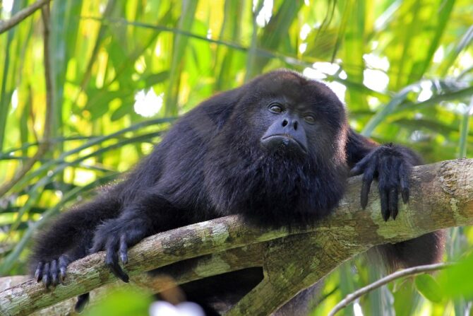 A black howler monkey resting on a tree branch.