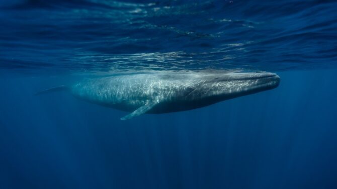 Learn about the size of the blue whale's veins, heart, and entire body.