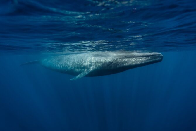 Blue whale swimming near surface of the ocean