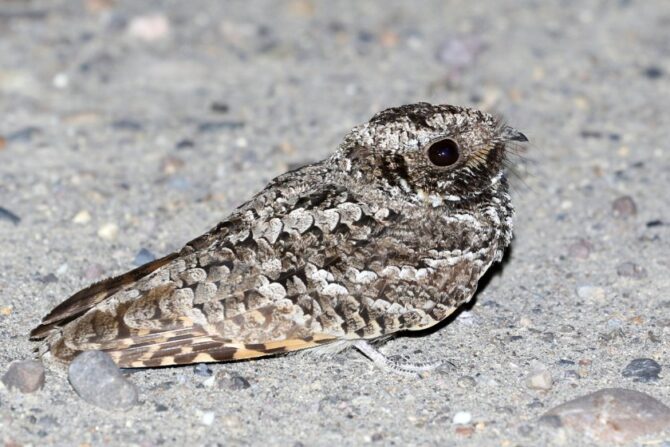 A common poorwill on the ground.