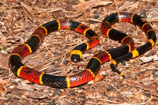 A colorful coral snake on forest ground.