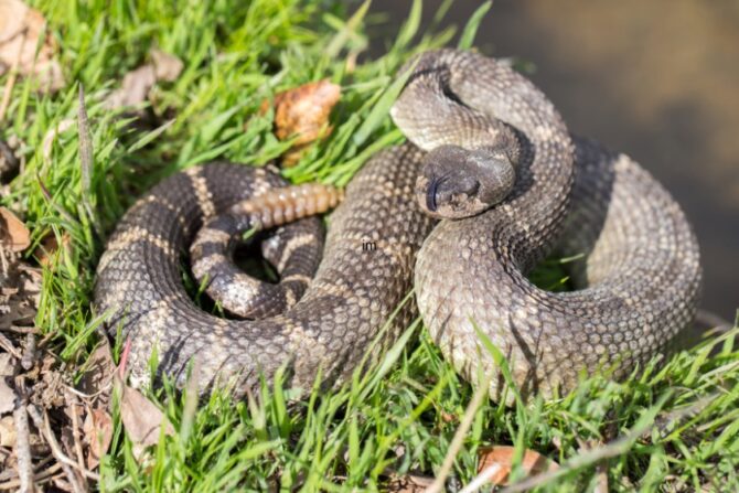 Western rattlesnake curled on the grass, flickering its tongue