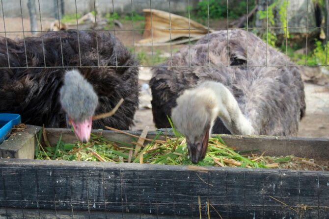 Domesticated ostriches feeding on plants in an enclosure.