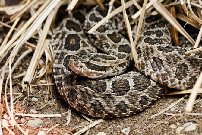 An eastern massasauga rattlesnake coiled beneath thickets of dry wood.