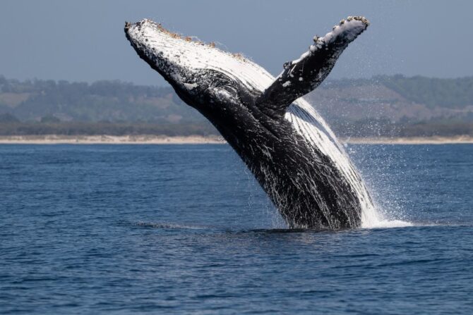 A humpback whale breaching surface of the sea.
