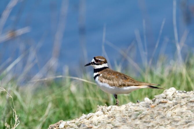 A killdeer standing on the ground.