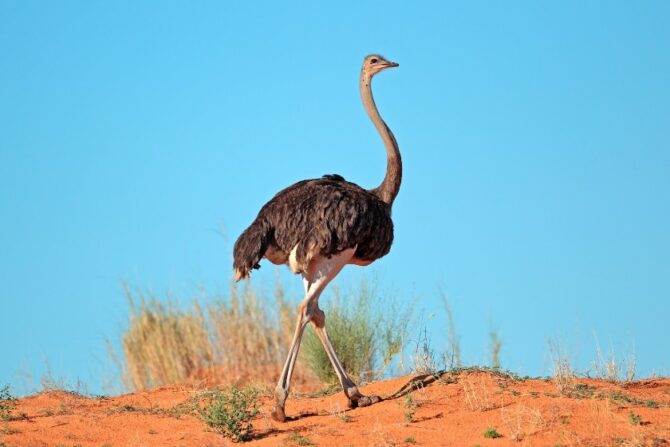 An ostrich in a desert.