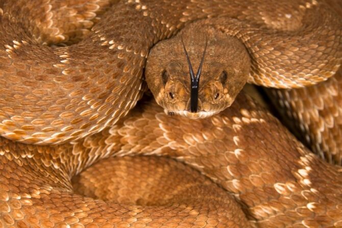 A red diamond rattlesnake coiled up and flickering its forked tongue
