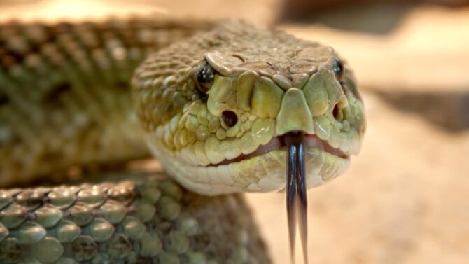 Find the answer to "what do snakes eat" in this insightful article.
