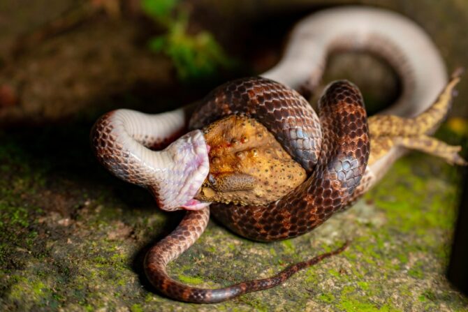 A snake swallowing a frog.