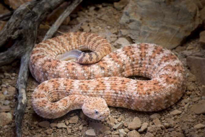 Speckled rattlesnake on the ground