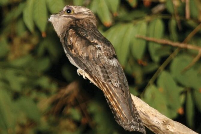 Urutau bird perched on a thin tree branch.