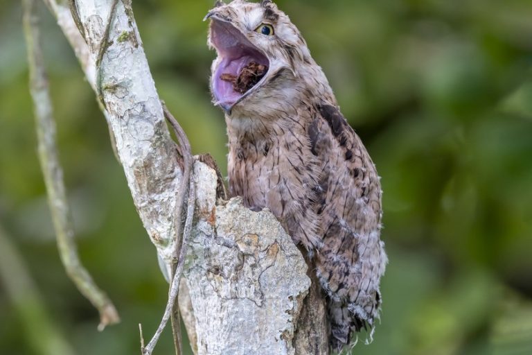 Urutau Bird: 20 Incredible Facts about This Strange Ghost Bird + Pictures