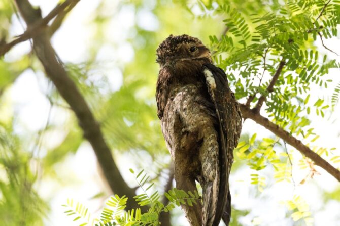Urutau bird perched on a tree branch.