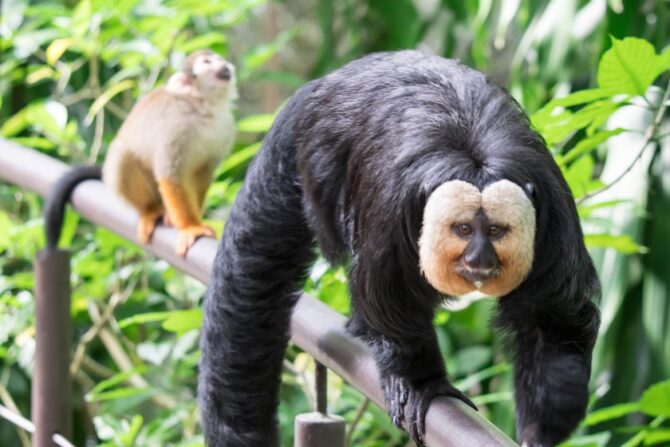 An adult white-faced saki walking on a metal railing, in front of another white-faced saki.