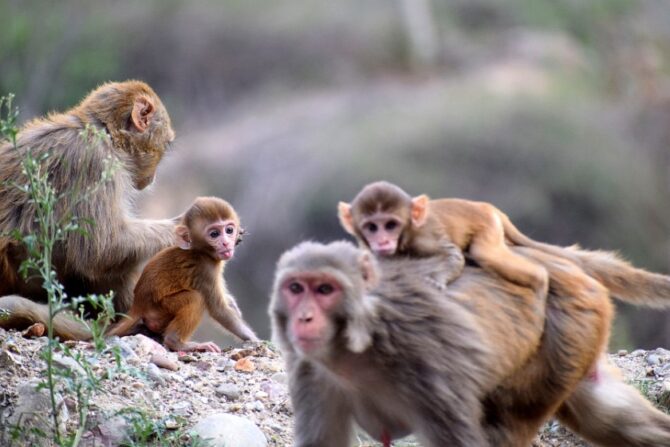 A group of monkeys in the wild.