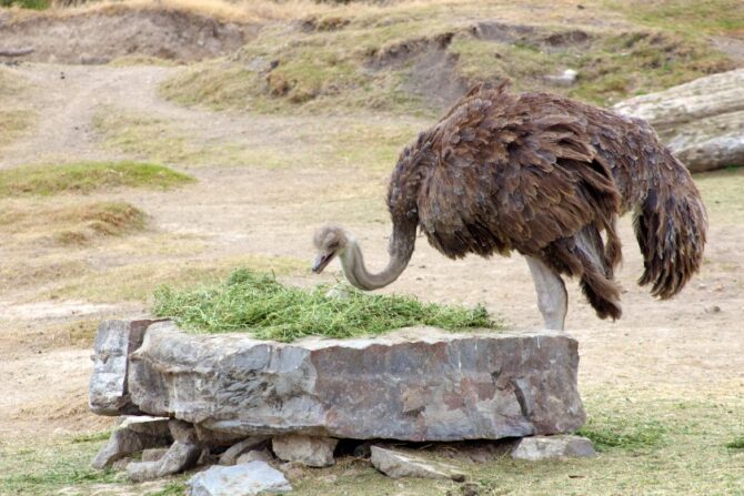A wild ostrich feeding on plants in an arid area.