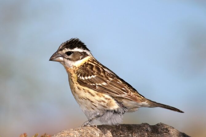 A Black-headed grosbeaks on a wooden stump.