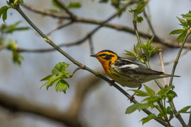 A Blackburnian warbler perched on a tree branch.