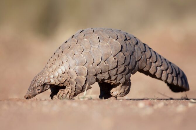 A pangolin foraging for ants