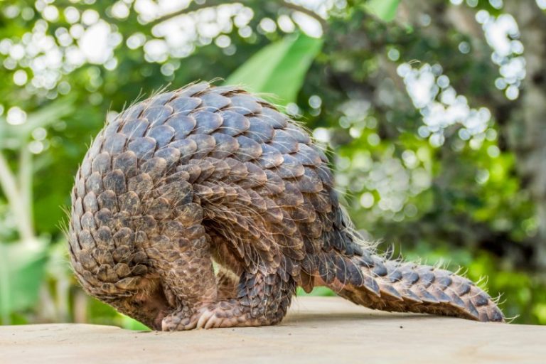 What Do Pangolins Eat? Their Interesting Diet & Eating Habit