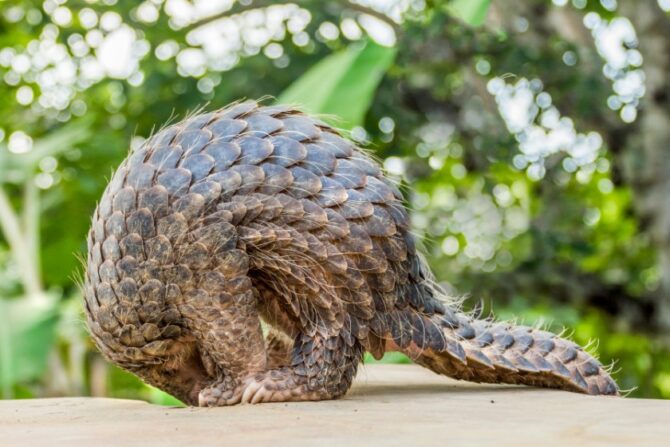 A pangolin foraging for food in the ground.