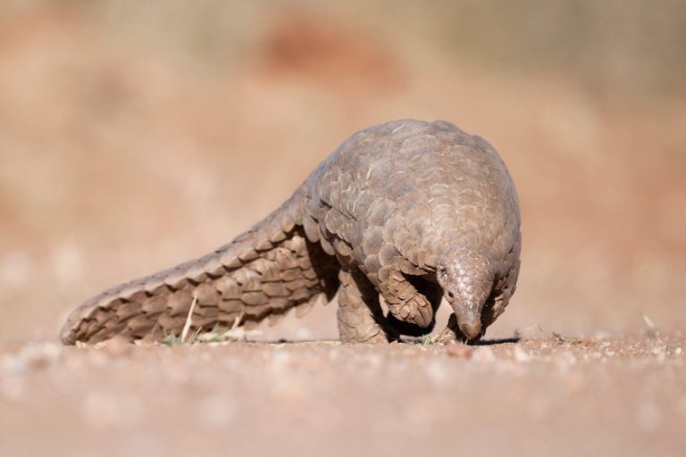 What Do Pangolins Eat? Their Interesting Diet & Eating Habit
