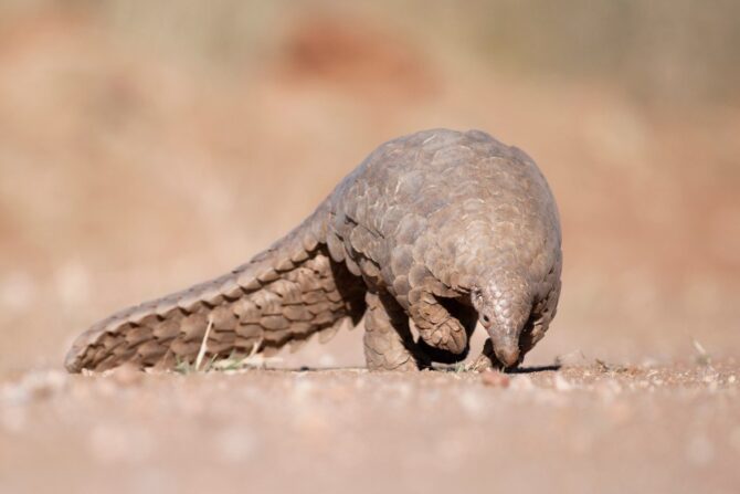 A pangolin searching for food in the ground.