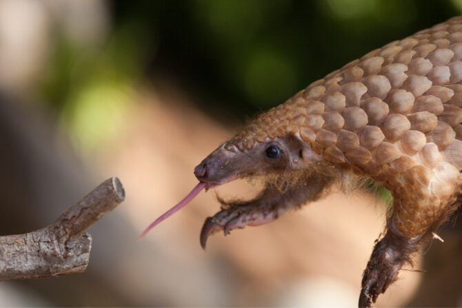 A pangolin using its tongue to forage for ants. 1