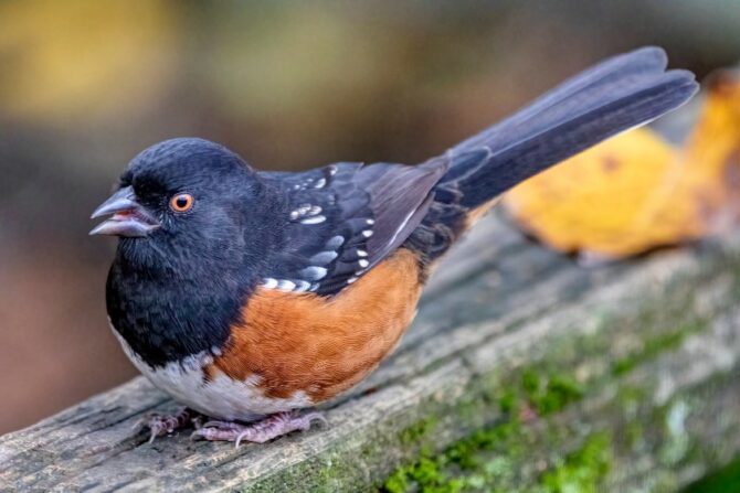 A spotted towhee on wood.