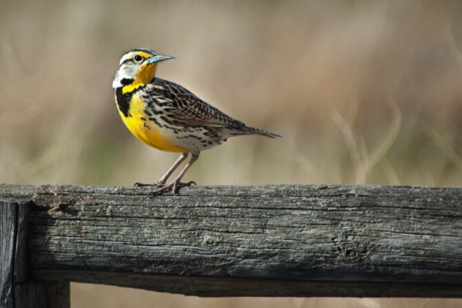 A western meadowlark on a wooden post.