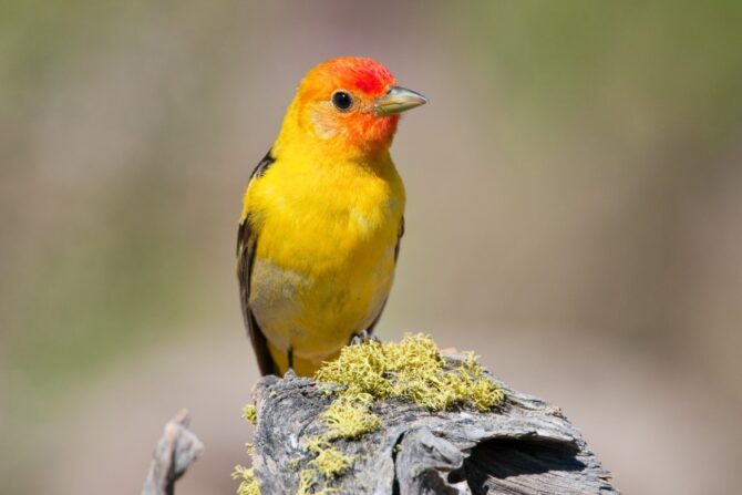 A western tanager on a wooden stump.