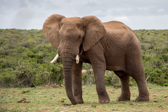A wild elephant in the safari.