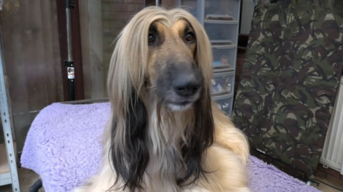 Afghan Hound