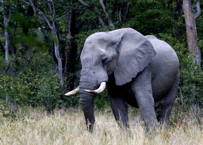 African Elephant Heaviest Animals
